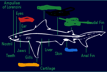 <p>Green structure of this chondrichthyes?</p>