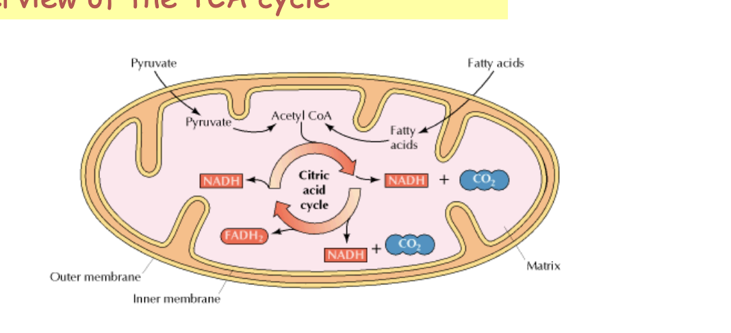 <ul><li><p>occurs in the mitochondria</p></li><li><p>occurs in all organs except those that lack mitochondria</p></li><li><p>aerobic pathway</p></li></ul><p></p>