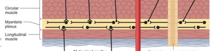<p>Thick inner layer of circular muscle, involved in narrowing the lumen (responsible for contractions). Myenteric nerve plexus found here, and thinner outer layer of longitudinal muscle</p>