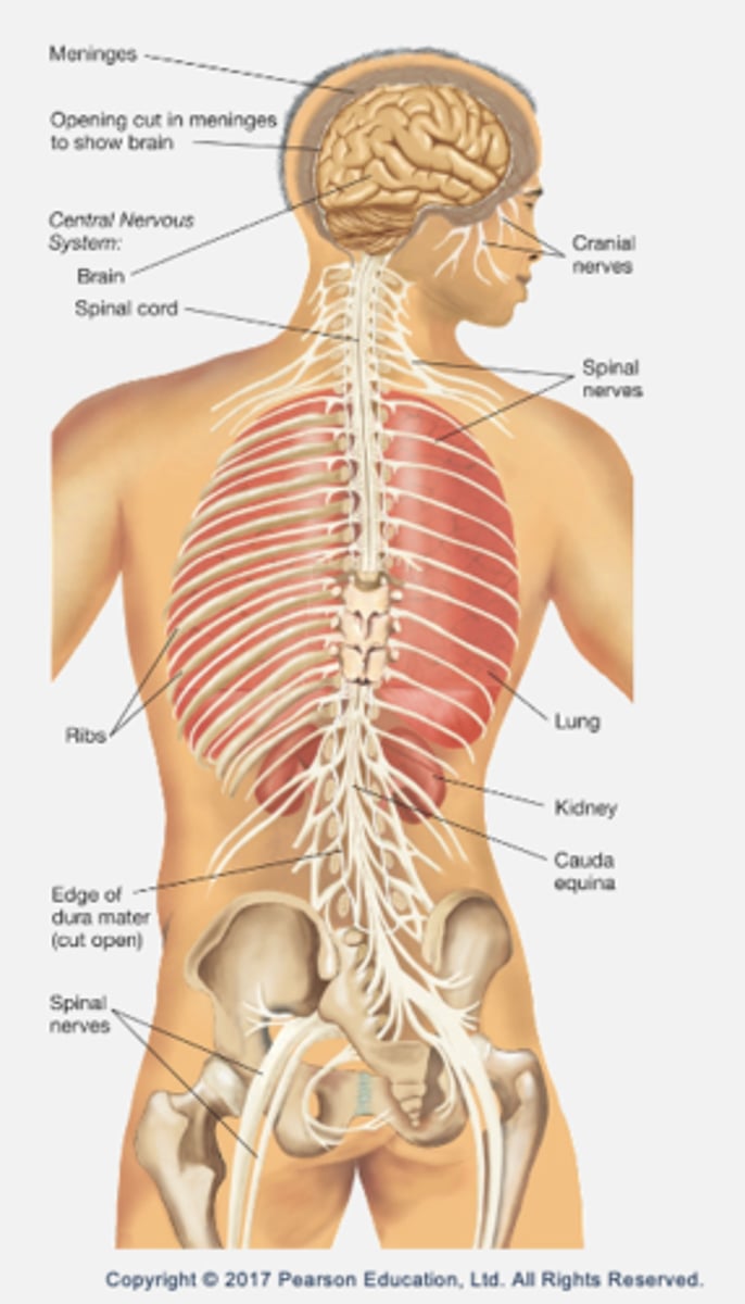 <p>Central nervous system (CNS):</p><p>- Brain (encased in skull).</p><p>- Spinal cord (encased in vertebral column).</p><p>Peripheral nervous system (PNS):</p><p>- All other nerves.</p><p>- Motor pathways send information to muscles or tissue from CNS.</p><p>- Sensory pathways bring information from sensory surfaces into CNS.</p>