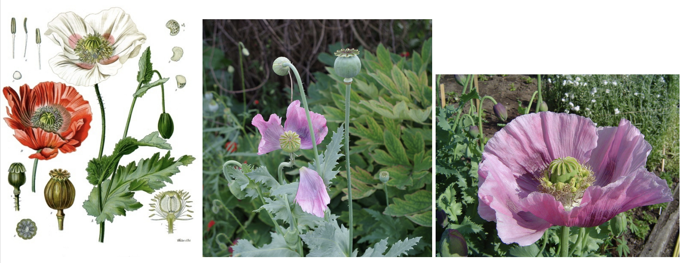 Identify the plant