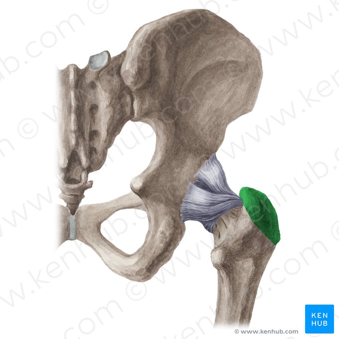 <p>Femur: Bone Location</p>