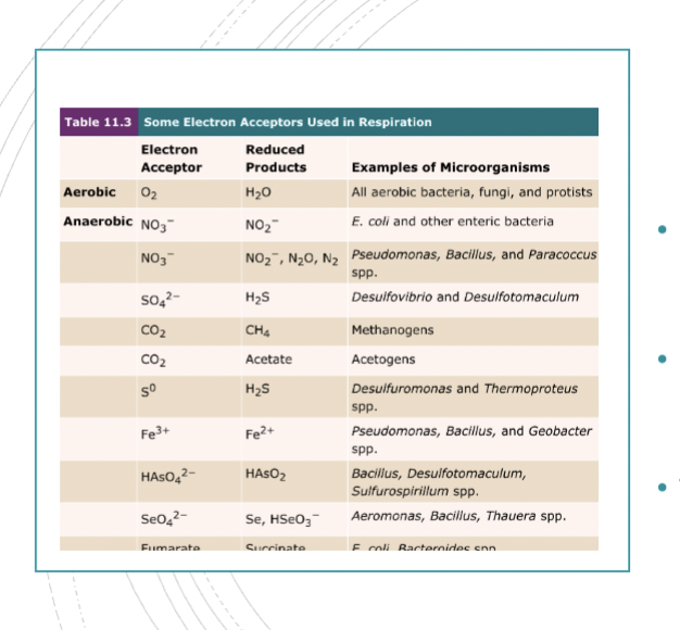 <p>Anaerobic Respiration</p>