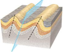 <p>Have on limb that digs more sleeply than the other</p>