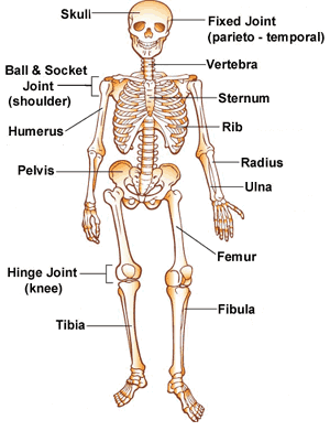 <p>organ system consisting of skeletal muscles and their connective tissue attachments</p>