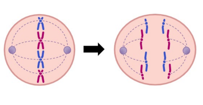 Spindle fibre contraction cause the sister chromatids to separate and become identical chromosomes that move to opposite poles of cell 