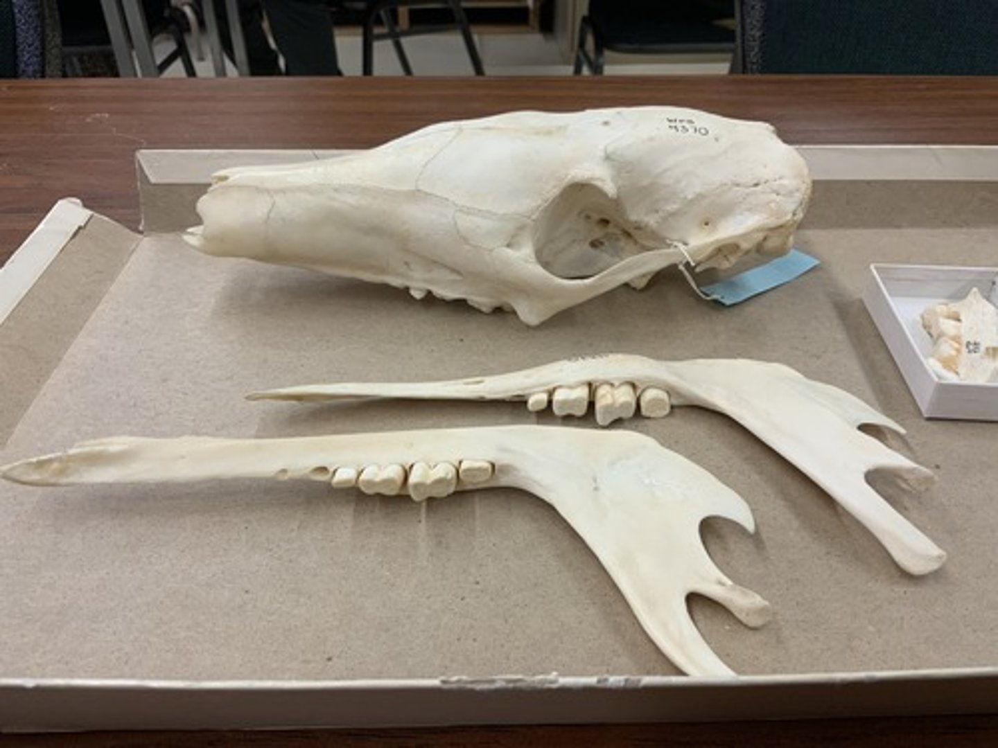 <p>Family, Order, Infraclass, Subclass</p><p>-peg-like teeth</p><p>-no I/I or C/c</p><p>-long, narrow rostrum</p><p>-zygomatic arch complete</p>
