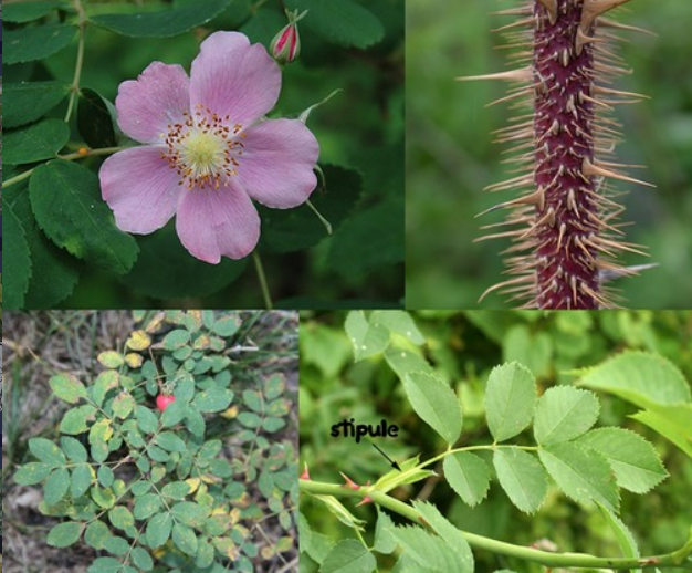 <p>- Stems with prickles \n - Pinnately compound leaves, leaflets 3-7, terminal one about same as lateral, serrate \n - Stipules conspicuous, adnate to petiole</p>