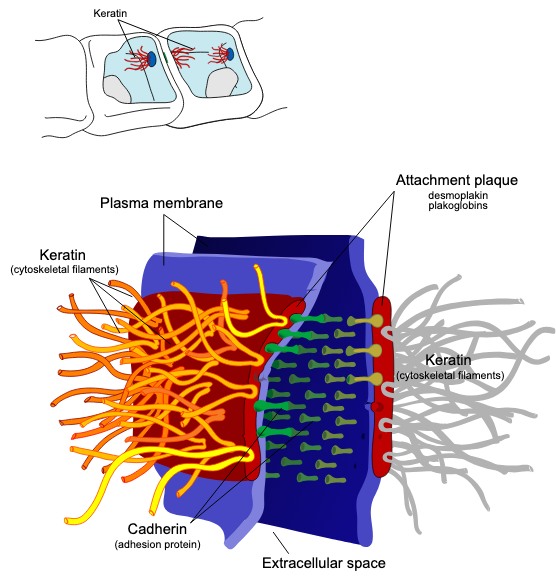 <p>What cell junction is this?</p>