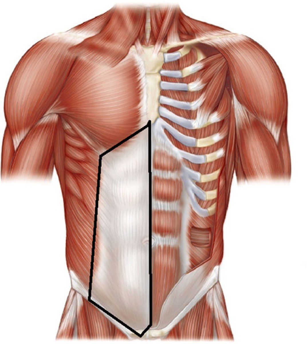 <p>Encloses the abdominal muscles</p>