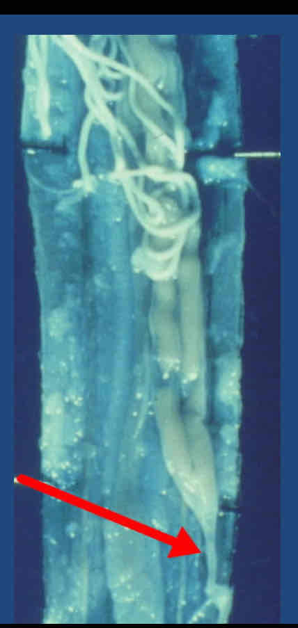 <p>Identify this structure</p>
