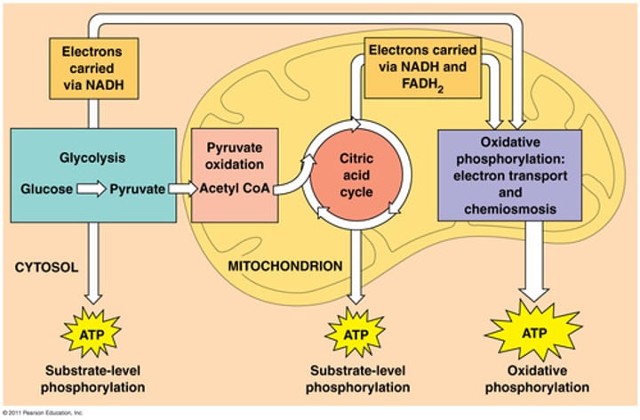 <p>Producing ATP with oxygen by breaking down glucose (36-38 ATP); occurs in the mitochondria; complete breakdown of food</p>