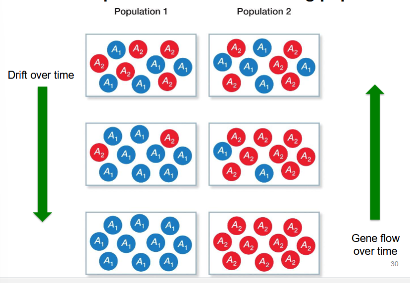 <p>they have opposite effects on allele frequencies within and among populations</p><p>drift increases fixation, decreases variation</p><p>gene flow decreases fixation, increases variation</p>