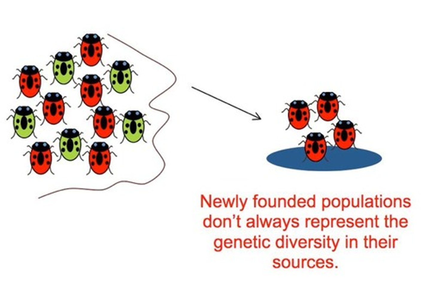 <p>The transfer of alleles or genes from one population to another, often through migration.</p>
