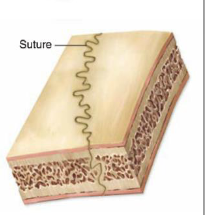 <p><span>Bones connected by dense irregular connective tissue with no joint cavity</span></p><ul><li><p>Specific to skull</p></li></ul><p></p>