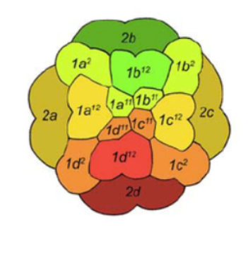 <p>In the different concentrations of these signaling chemicals (A, B, C, D) and they all regulate different genes expressing so different specialized cells are created</p>