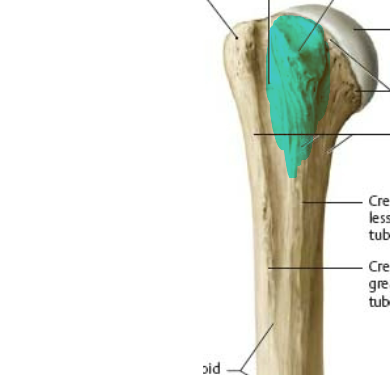 small, blunt eminence 