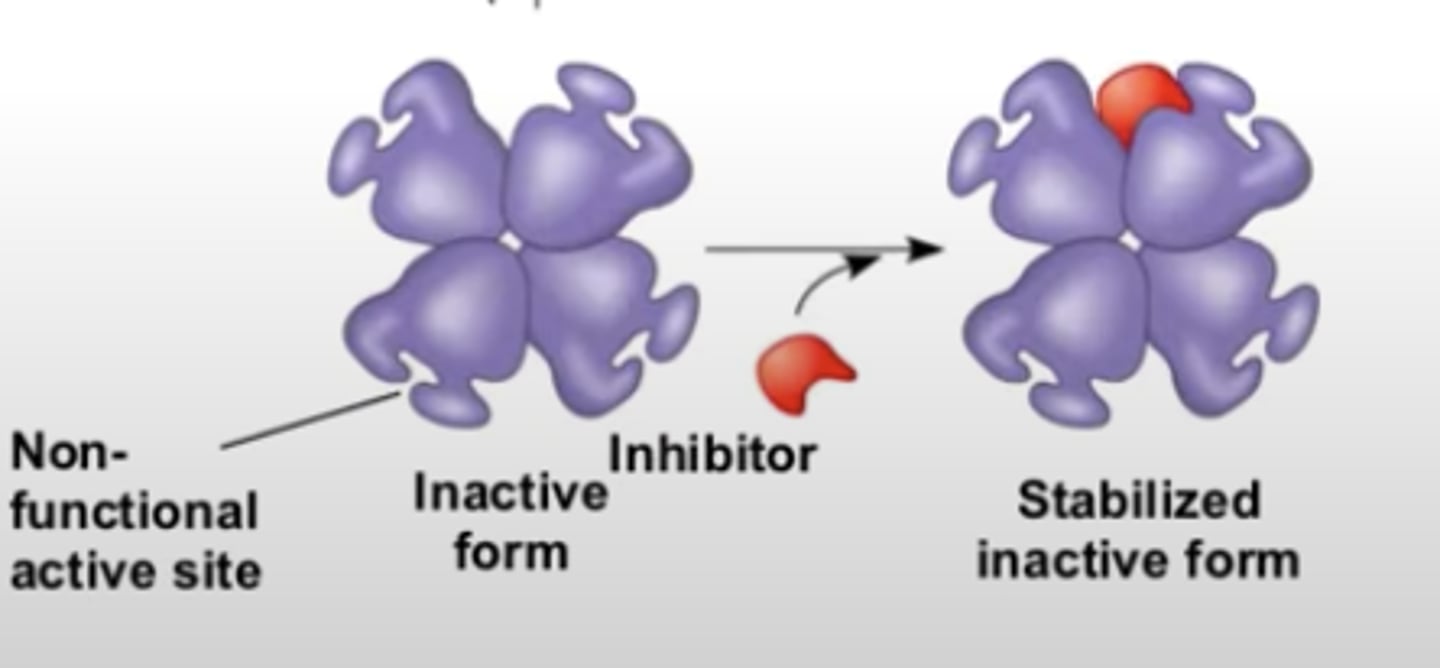 <p>substrate binds to allosteric site and stabilizes the enzyme shape so that the active sites are closed (inactive form)</p>