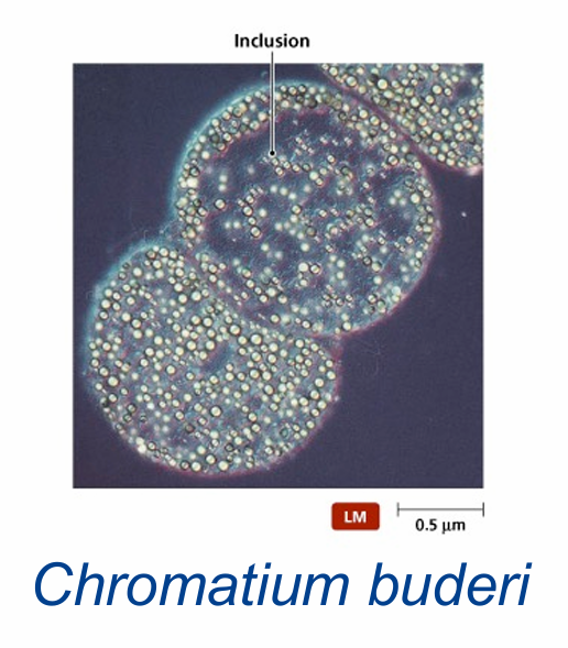 <p>Korrels: = metachromatische korrels (versch kleurintensiteiten)</p><ul><li><p>glycogeen (polymeer van glucose): energie</p></li><li><p>polyfosfaat (fosfaatpolymeer)</p></li></ul><p>Vesikels: door membranen omgeven structuren</p><ul><li><p>met gas gevulde vacuolen → fotosynthetische bact en cyanobact</p></li></ul><p></p>