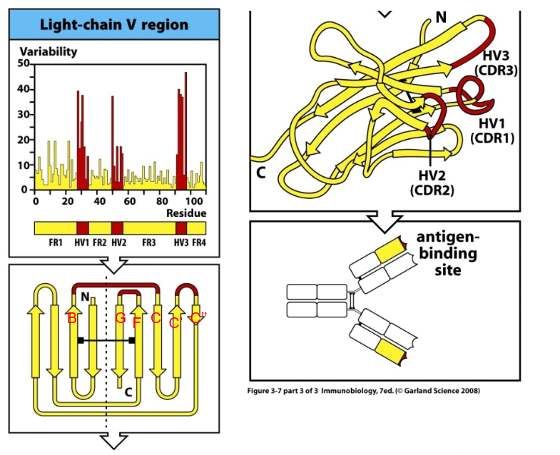 <p>How are antibodies structurally diverse? </p>