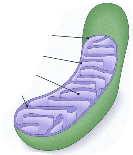 <p>What is the structure of mitochondria and what are functions of different parts?</p>