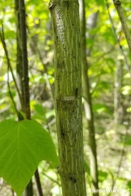 <p>Acer pensylvanicum (Sapindaceae)</p>