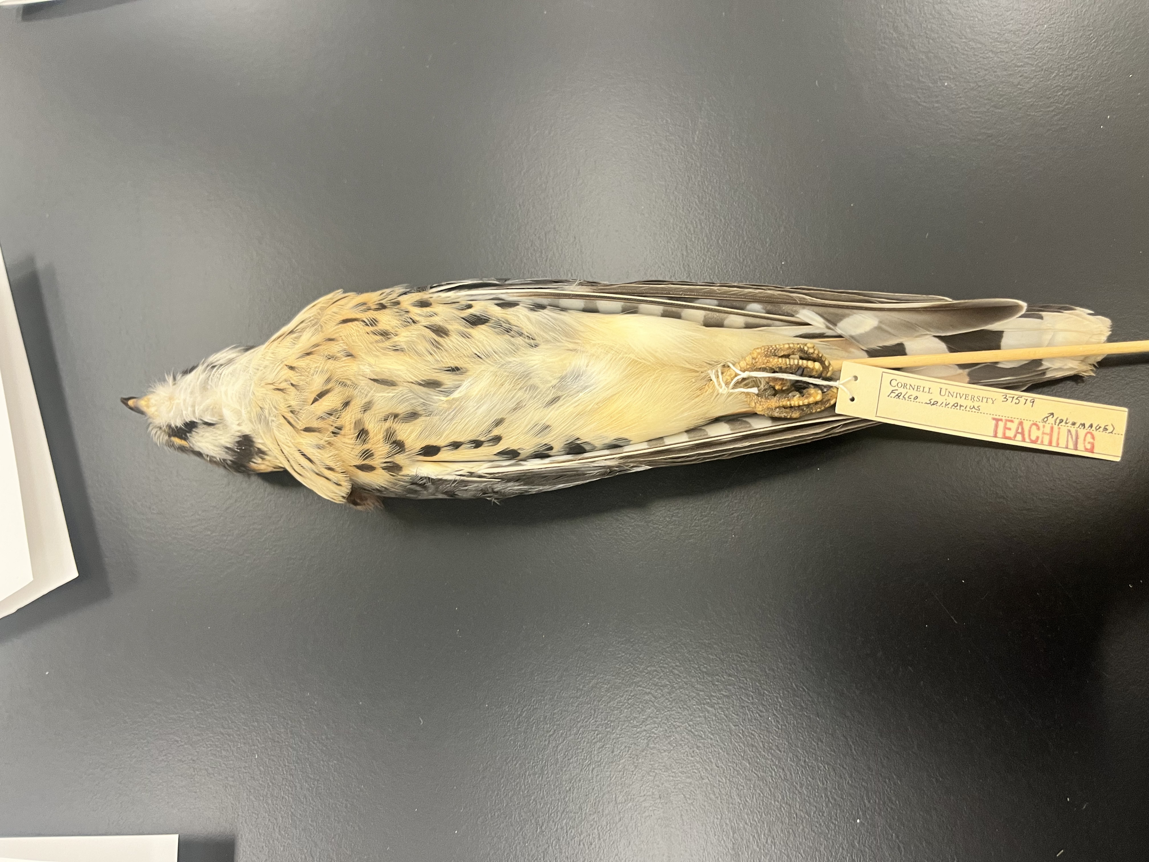 <img src="https://external-content.duckduckgo.com/iu/?u=https%3A%2F%2Fwww.allaboutbirds.org%2Fguide%2Fassets%2Fphoto%2F302366931-1900px.jpg&f=1&nofb=1&ipt=9023f27467fe0556d413b5a189199d08da53ef235a75a913a1c2e12085d56abd" data-width="100%" data-align="center" alt=""><p></p>