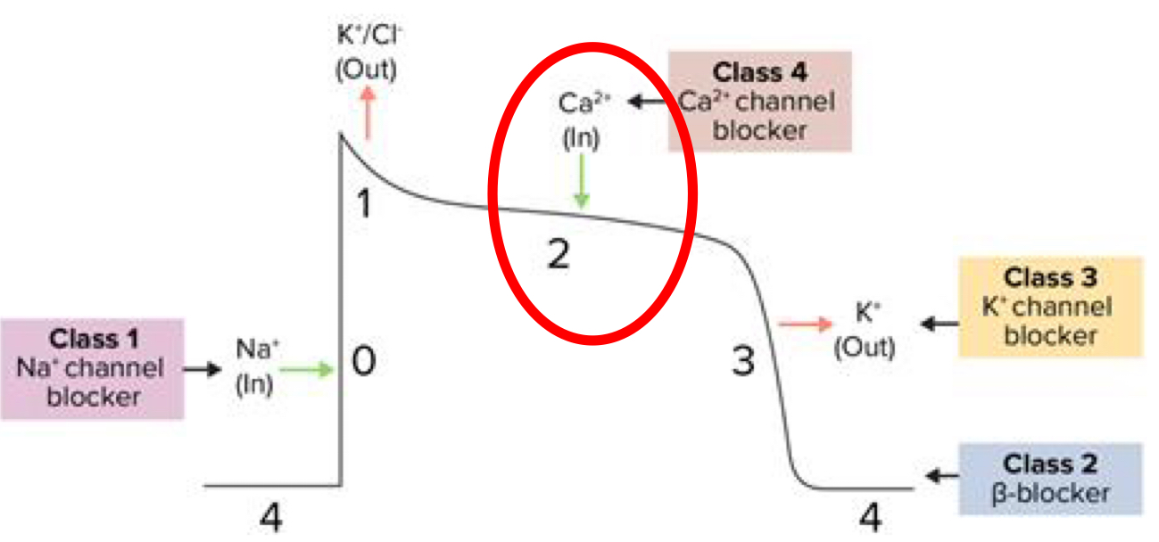 <p>Block slow Ca influx in cardiac myocytes and vascular smooth muscle</p>