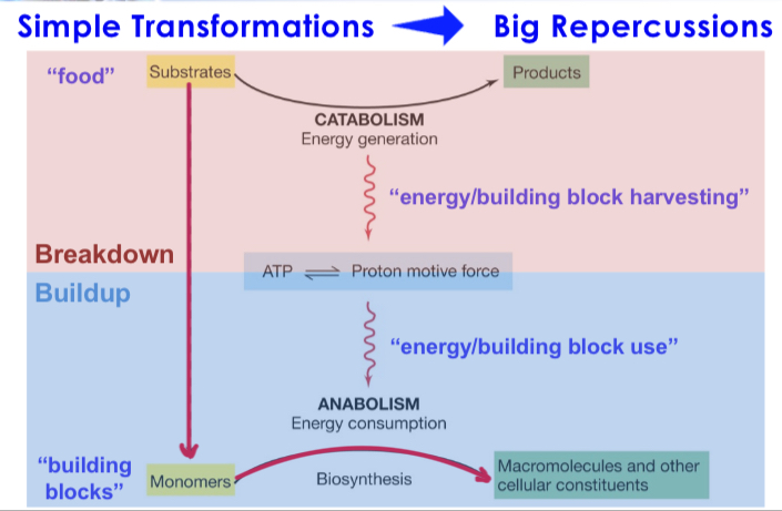 <p>Energy (electrons) to drive anabolic and catabolic reactions in the cell required for microbial growth.</p>