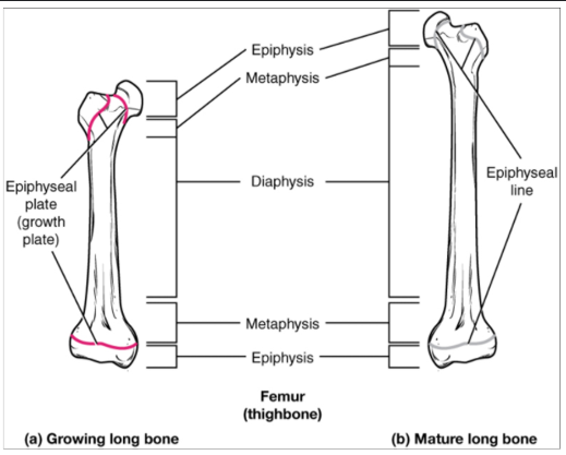 <p>What term best describes an area at the end of the bone that contains growing bone?</p>