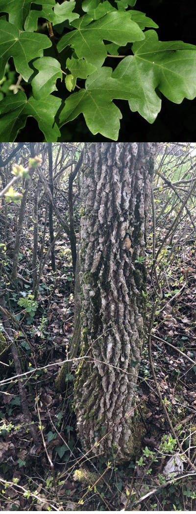 <p>Welcher Baum</p>