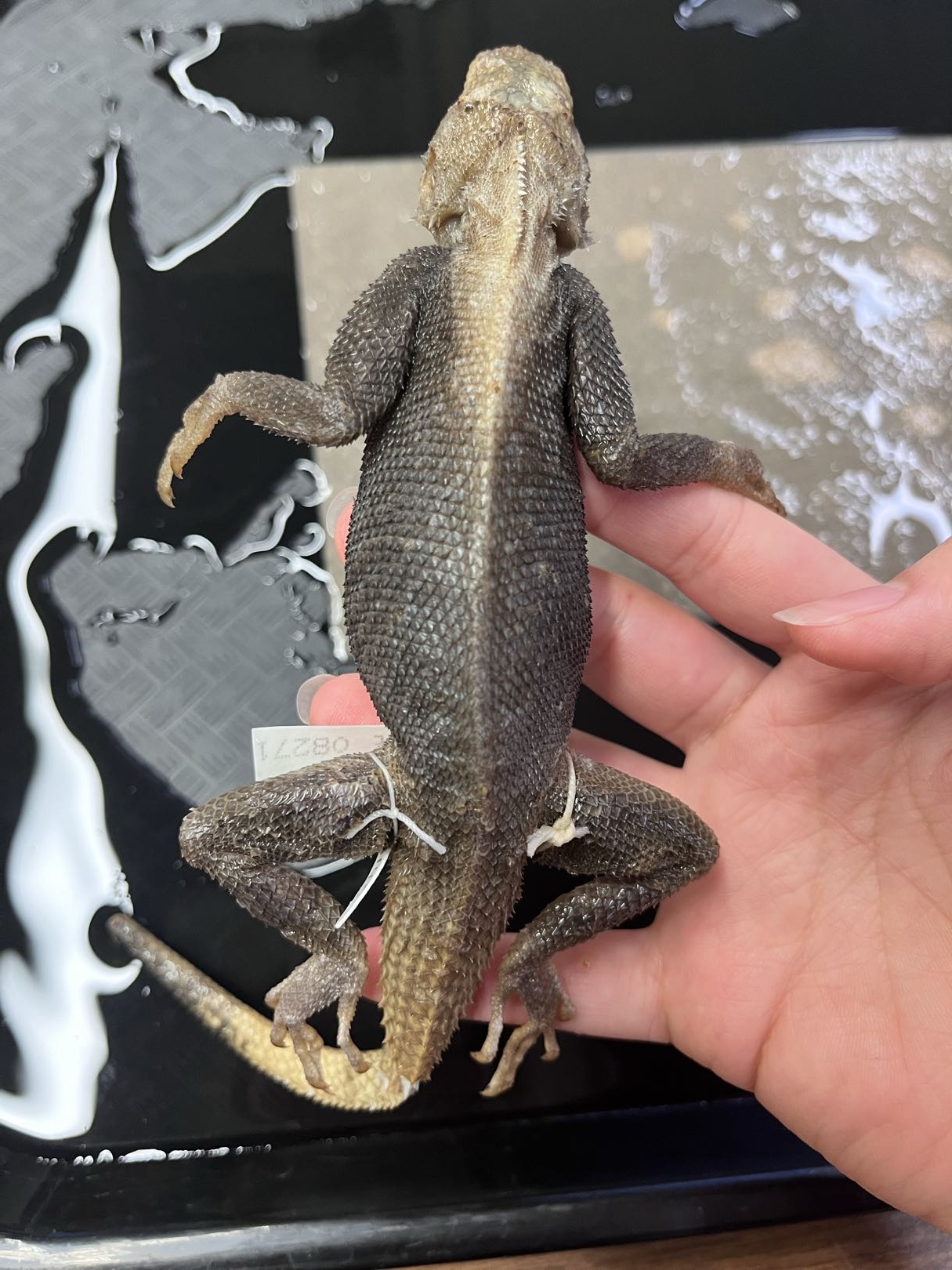 <p>Infraorder + Family?<br>- Old world</p><p><strong>- Acrodont teeth</strong></p><p><strong>- boxlike skull</strong></p><p><strong>- scales keeled/spiny</strong></p><p>~500 species</p>