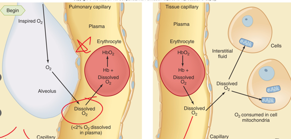 <p>Only _________ O2 contributes to PO2 of blood</p>