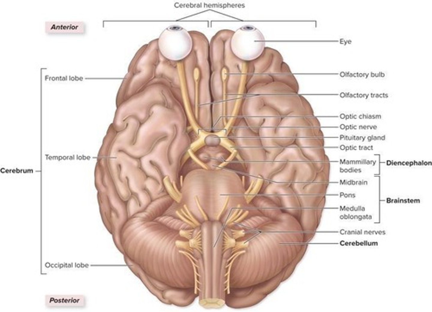 <p>Cerebrum, Diencephalon, Brainstem, Cerebellum</p>