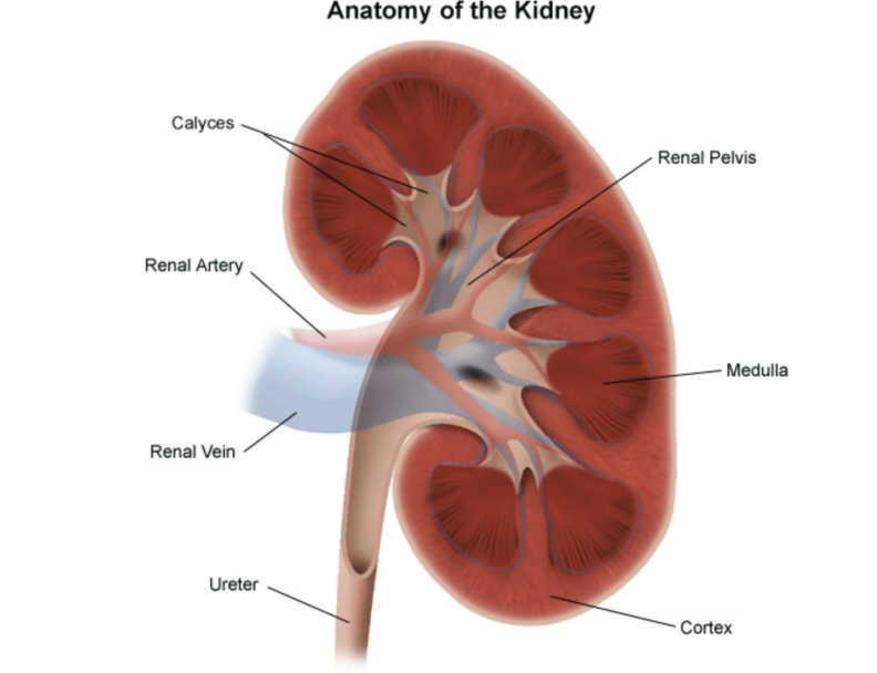 <p>Calyces; ureter </p>