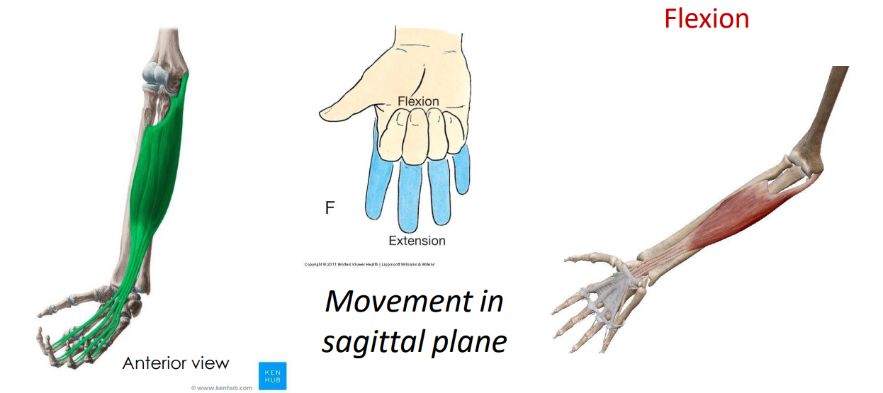 <p>- movement of the upper digits</p><p>- superficial muscle that allows movement (flexion) of digits</p><p>- movement in sagittal plane</p><p>ANIMATION ON SLIDE 27</p>