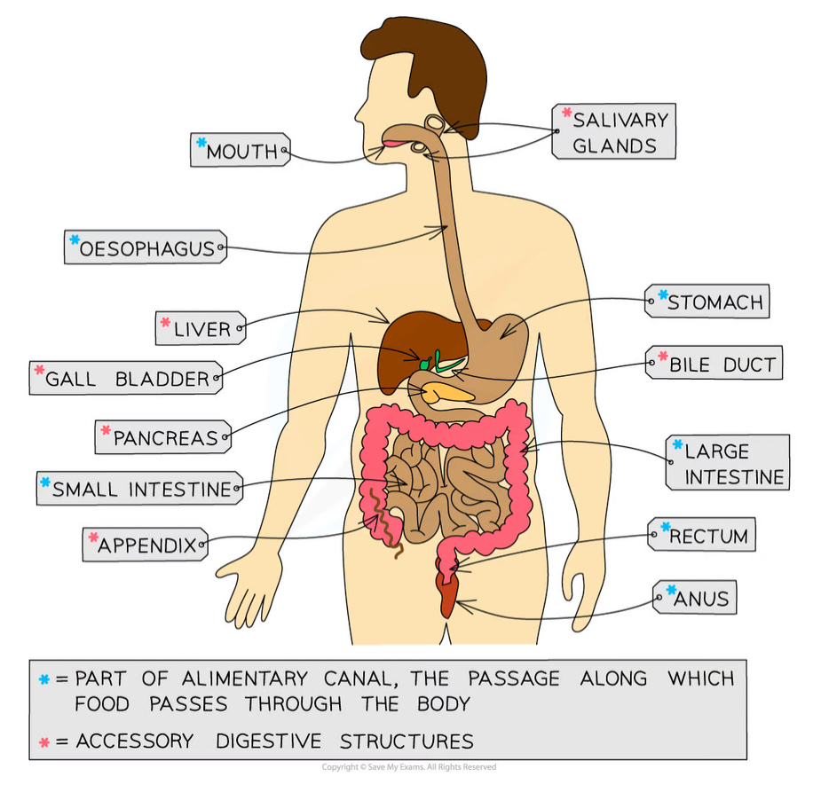 knowt flashcard image