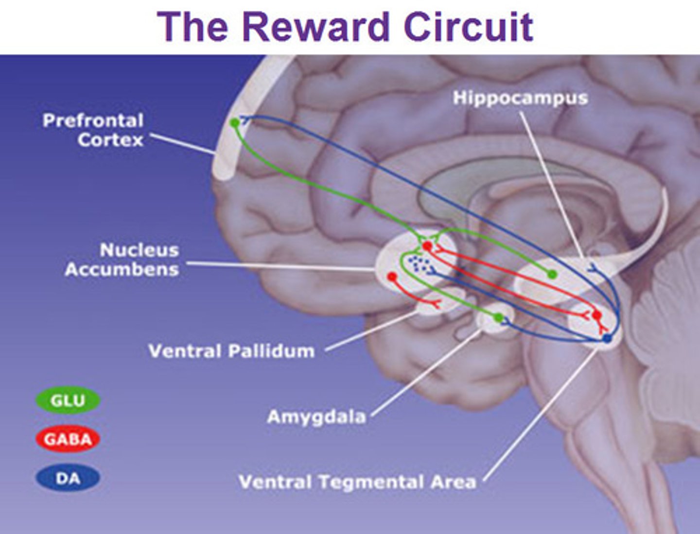 <p>True. When experiencing pleasure, the Ventral Tegmental Area sends dopamine to the Amygdala, Nucleus Accumbens, Prefrontal Cortex, and the Hippocampus.</p>