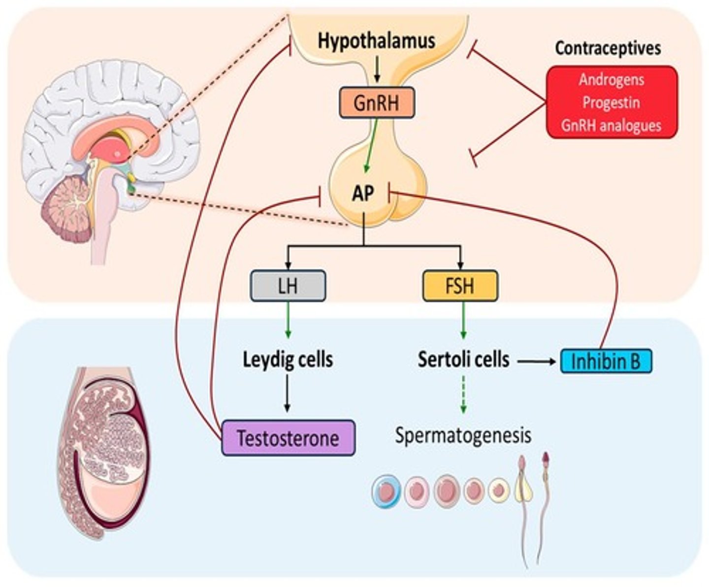 <p>Luteinizing hormone (LH).</p>