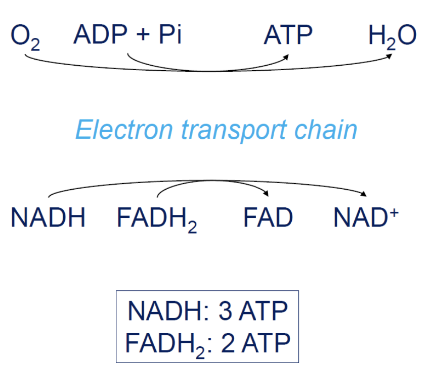 <p>ATP is regenerated from ADP and Pi (inorganic phosphate) via the <u>electron transport chain</u></p><p></p><p>NADH and FADH<sub>2 </sub>donate electrons into the chain to facilitate ATP regeneration</p>