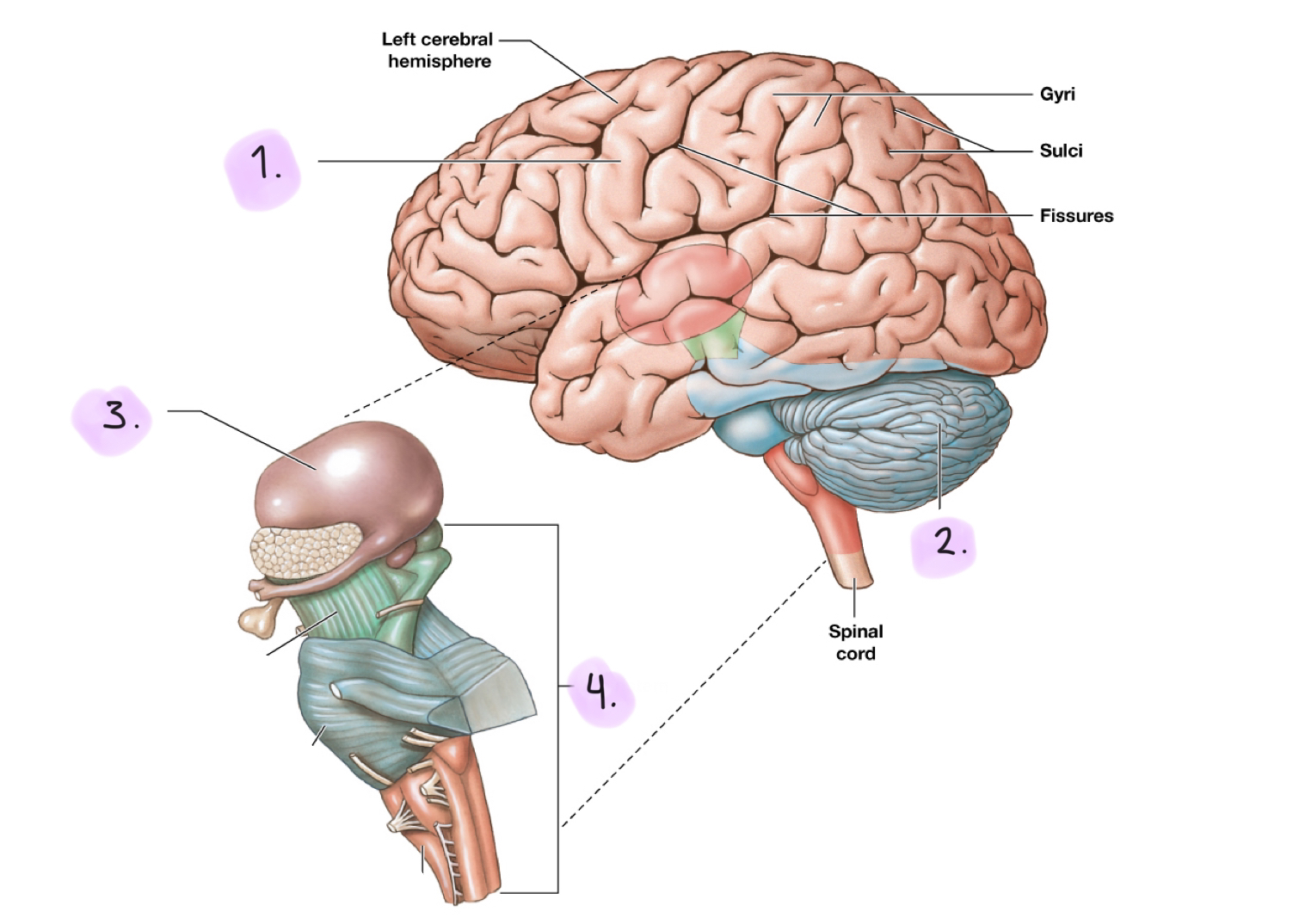 <ol><li><p>Cerebrum</p></li><li><p>Cerebellum</p></li><li><p>Diencephalon</p></li><li><p>Brainstem</p></li></ol><p></p>