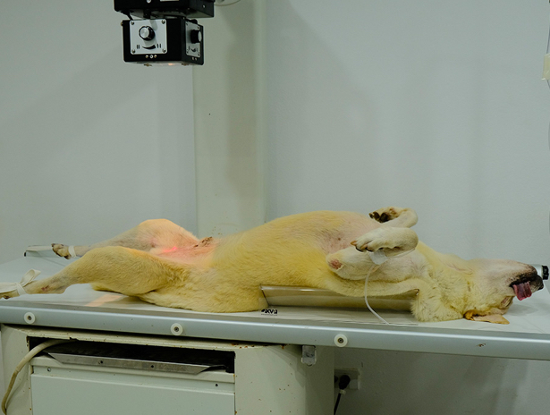 <ul><li><p>The dog is placed on its dorsal side (laying on its back)</p></li></ul>