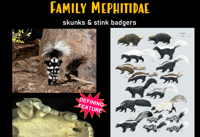 <p>Skull Characteristics: Carnivora - Mephitidae - skunks</p>