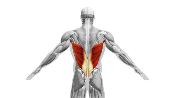 <p>be Dorsal</p>