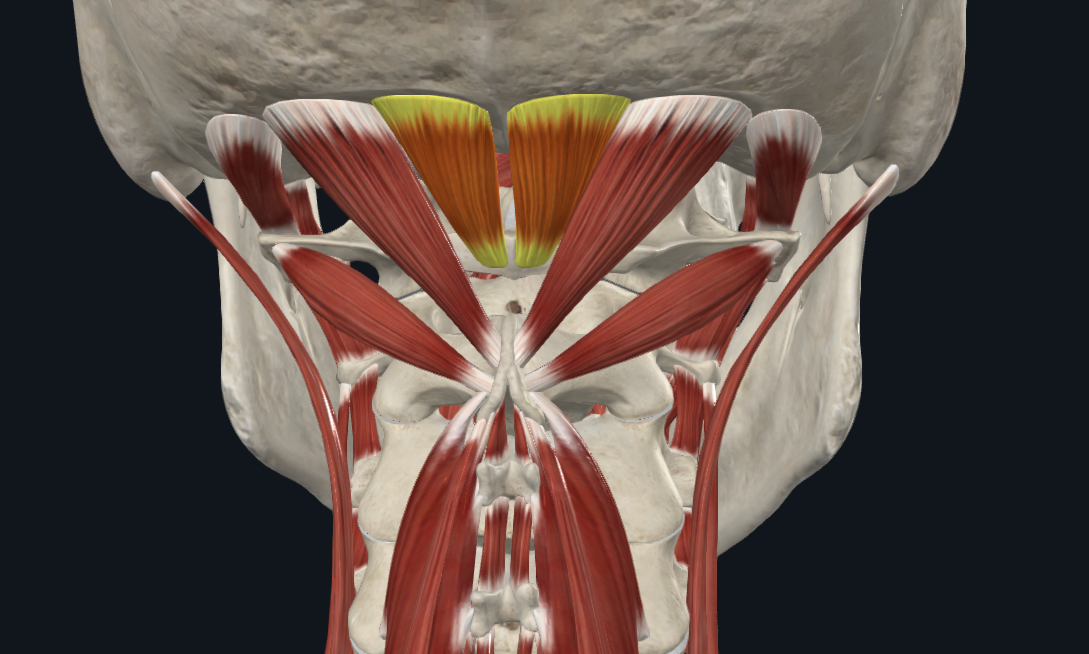 <p><strong>Nombre alterno: </strong>X</p><p><strong><mark data-color="yellow" style="background-color: yellow; color: inherit">Origen: </mark></strong><mark data-color="yellow" style="background-color: yellow; color: inherit">Tubérculo posterior atlas (C1)</mark></p><p><strong><mark data-color="blue" style="background-color: blue; color: inherit">Inserción: </mark></strong><mark data-color="blue" style="background-color: blue; color: inherit">Línea nucal inferior</mark></p><p><strong><mark data-color="red" style="background-color: red; color: inherit">Acción: </mark></strong><mark data-color="red" style="background-color: red; color: inherit">Extensión suave de la cabeza (Sup dude?). Rotación leve.</mark></p><p><strong><mark data-color="purple" style="background-color: purple; color: inherit">Inervación: </mark></strong><mark data-color="purple" style="background-color: purple; color: inherit">Plexo cervical</mark><strong><br><mark data-color="green" style="background-color: green; color: inherit">Relaciones: </mark></strong><mark data-color="green" style="background-color: green; color: inherit">X</mark></p><p><strong>Notas:</strong></p><p></p>
