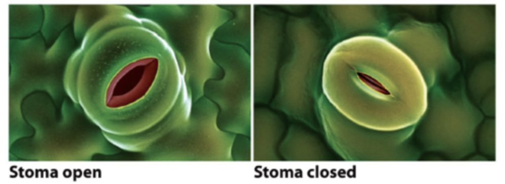 <p>Role of Stomata</p>