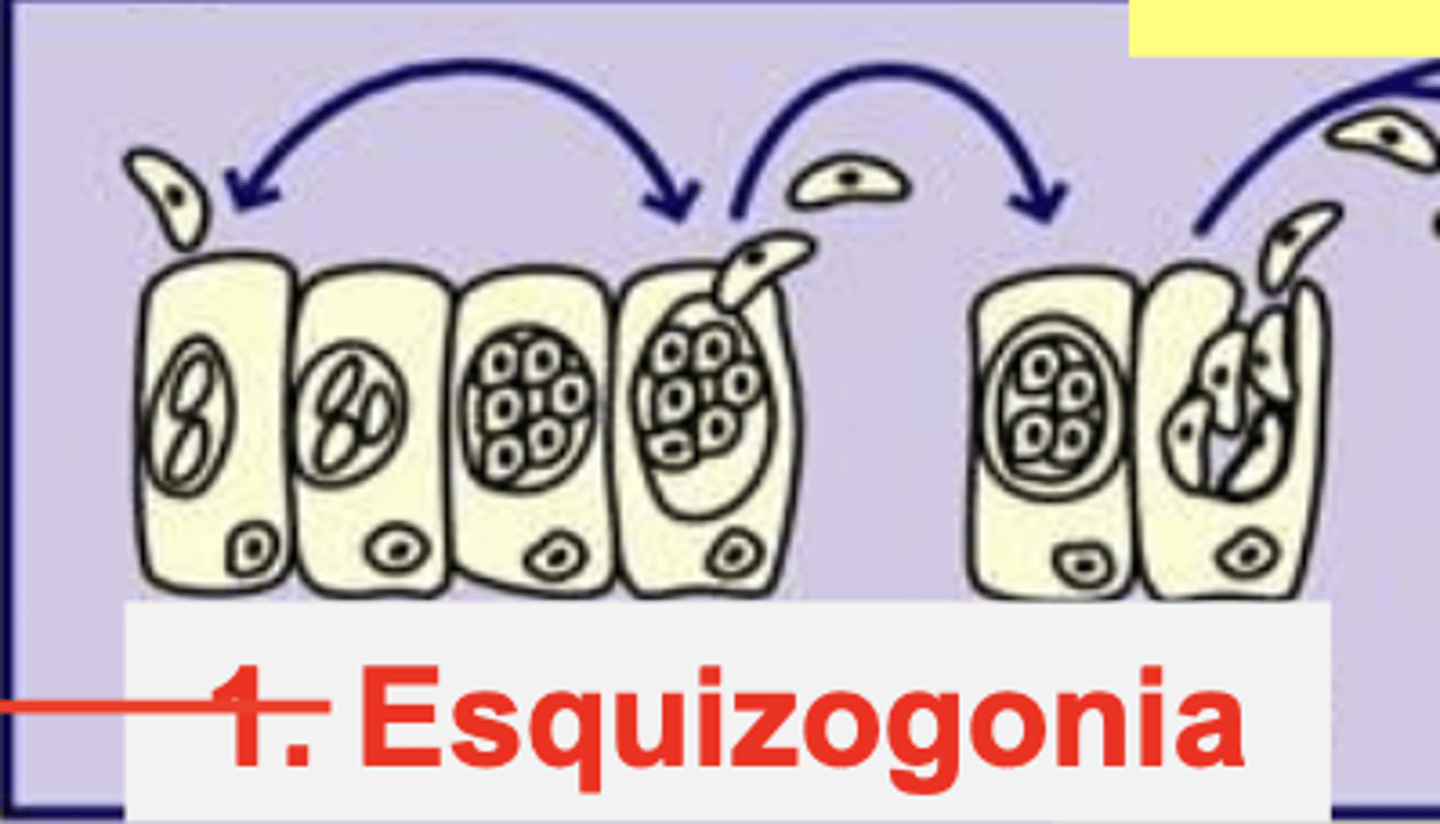 <p>esquizogonia</p><p>- fase clave para que se puede repetir varias veces</p><p>- repro. por fision multiple</p>