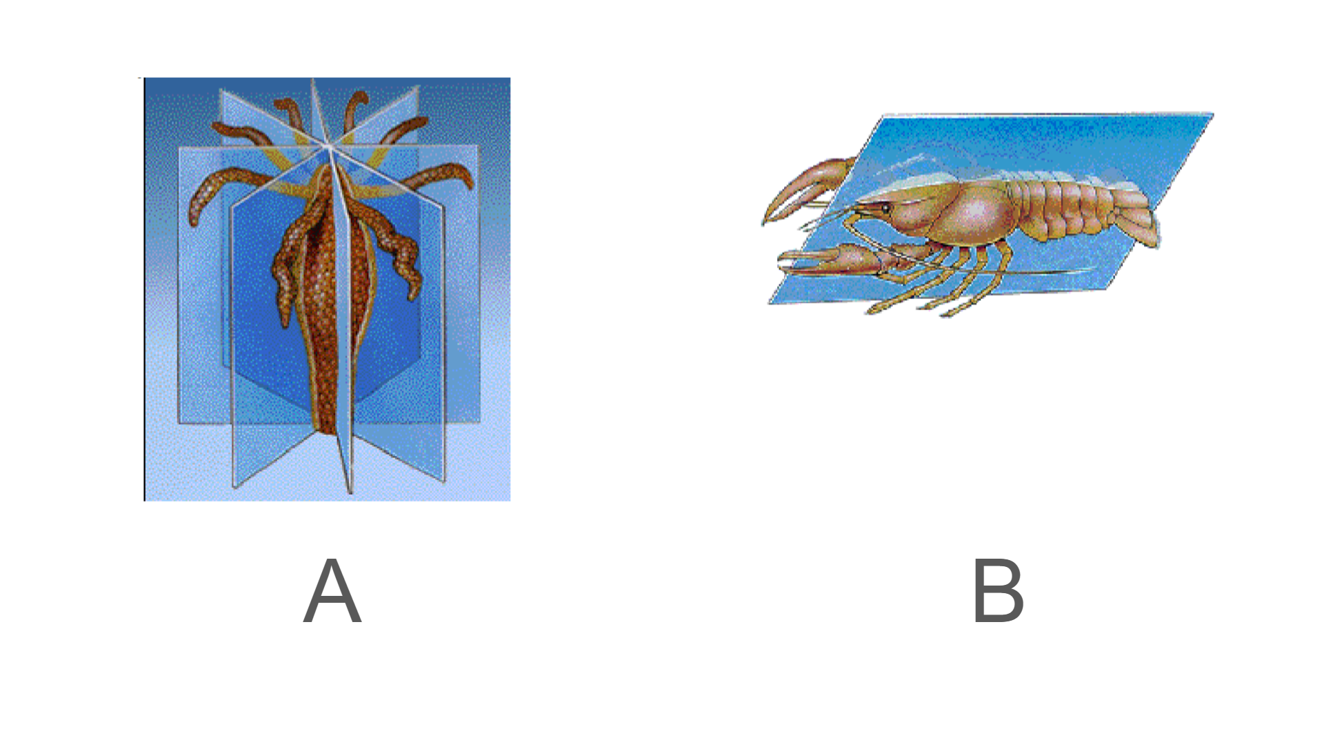 <p>What symmetry is B?</p>