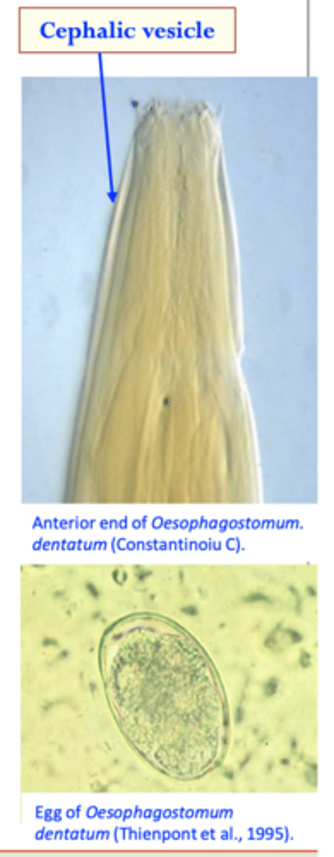 <p>Adult worms</p><p>Stout, whitish body;</p><p>Anterior end: cephalic vesicle present;</p><p>Posterior end: bursa in males;</p><p>Eggs</p><p>• Ovoid;</p><p>• Thin shelled, morula stage;</p>