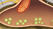 <p>The swollen end of nerve fiber containing synaptic vesicles filled with acetylcholine (ACh)</p>